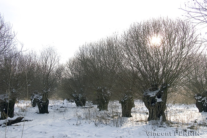 contre jour.jpg